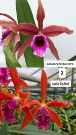 Carica l'immagine nel visualizzatore Galleria, Laelia tenebrosa 'rubra' x Zip 'red'