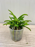 Load image into Gallery viewer, Neofinetia falcata 'Tenkobai' 天紅梅 - BIG
