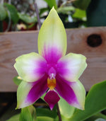 Carica l'immagine nel visualizzatore Galleria, Phalaenopsis violacea var. Borneo