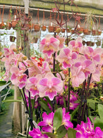 Carica l'immagine nel visualizzatore Galleria, Phalaenopsis Ching Ann Vichris Dress (Peloric) - Big Lip