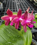 Carica l'immagine nel visualizzatore Galleria, Phalaenopsis Jungo Cherry