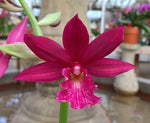 Carica l'immagine nel visualizzatore Galleria, Phaiocalanthe Kryptonite (Calanthe Rozel x P. tankervilleae)