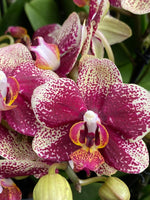 Carica l'immagine nel visualizzatore Galleria, Phalaenopsis Streetwise