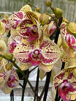 Carica l'immagine nel visualizzatore Galleria, Phalaenopsis Mariola