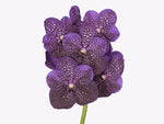 Carica l'immagine nel visualizzatore Galleria, Vanda Tang Tang Diamond 'Purple Spot'