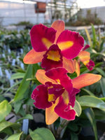 Carica l'immagine nel visualizzatore Galleria, Sophrolaeliocattleya Chaveenum Beauty × Pot. Appha Plas Gold