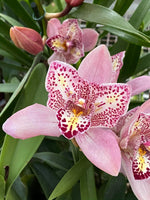 Carica l'immagine nel visualizzatore Galleria, Cymbidium Flamingo 'Peachlet Ilona'