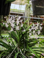 Carica l'immagine nel visualizzatore Galleria, Neostylis Lou Sneary 'White' (Neofinetia falcata x Rhy. coelestis var alba)