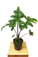 Carica l'immagine nel visualizzatore Galleria, Alocasia Tandurusa 'Jacklyn'