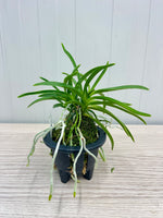 Load image into Gallery viewer, Neofinetia falcata 'Kobai' 홍매紅梅