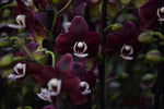 Carica l'immagine nel visualizzatore Galleria, Phalaenopsis Kaoda Twinkle