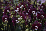Carica l'immagine nel visualizzatore Galleria, Phalaenopsis Kaoda Twinkle