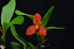 Carica l'immagine nel visualizzatore Galleria, Maxillaria sophronitis