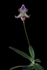Carica l'immagine nel visualizzatore Galleria, Paphiopedilum fairrieanum