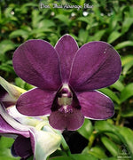 Carica l'immagine nel visualizzatore Galleria, Dendrobium Thai Airwage Blue