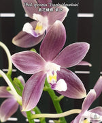 Carica l'immagine nel visualizzatore Galleria, Phalaenopsis speciosa 'Purple Mountain'