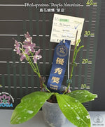 Carica l'immagine nel visualizzatore Galleria, Phalaenopsis speciosa 'Purple Mountain'