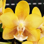 Carica l'immagine nel visualizzatore Galleria, Phalaenopsis KS Balm 'Yellow Chocolate'