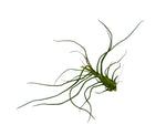 Carica l'immagine nel visualizzatore Galleria, Tillandsia bulbosa