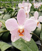Carica l'immagine nel visualizzatore Galleria, Phalaenopsis gigantea 'Jumbo Orchids' × amabilis 'Jumbo Orchids'