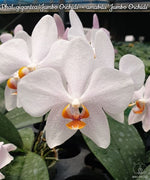 Carica l'immagine nel visualizzatore Galleria, Phalaenopsis gigantea 'Jumbo Orchids' × amabilis 'Jumbo Orchids'