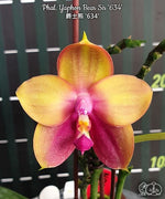 Carica l'immagine nel visualizzatore Galleria, Phalaenopsis Yaphon Bear Sir '634'