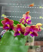 Carica l'immagine nel visualizzatore Galleria, Phalaenopsis Yaphon Bear Sir '634'
