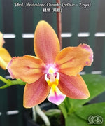 Carica l'immagine nel visualizzatore Galleria, Phalaenopsis Meidarland Chambe (peloric - 2 eyes)