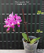 Carica l'immagine nel visualizzatore Galleria, Phalaenopsis equestris 'Red'