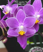 Carica l'immagine nel visualizzatore Galleria, Phalaenopsis equestris 'Red'