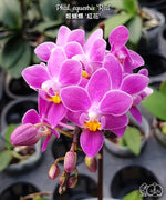 Carica l'immagine nel visualizzatore Galleria, Phalaenopsis equestris 'Red'
