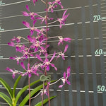 Carica l'immagine nel visualizzatore Galleria, Dendrobium Panavee