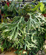 Carica l'immagine nel visualizzatore Galleria, Polypodium longifolia