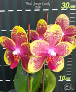 Carica l'immagine nel visualizzatore Galleria, Phalaenopsis Jungo Candy