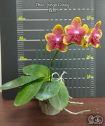 Carica l'immagine nel visualizzatore Galleria, Phalaenopsis Jungo Candy