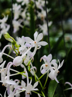 Carica l'immagine nel visualizzatore Galleria, Neostylis Lou Sneary 'White' (Neofinetia falcata x Rhy. coelestis var alba)