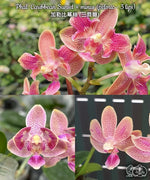 Carica l'immagine nel visualizzatore Galleria, Phalaenopsis Liu's Yellow Star Dust (Caribbean Sunset × minus) (peloric - 3 lips )