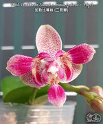 Carica l'immagine nel visualizzatore Galleria, Phalaenopsis Liu's Yellow Star Dust (Caribbean Sunset × minus) (peloric - 3 lips )