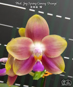 Carica l'immagine nel visualizzatore Galleria, Phalaenopsis Joy Spring Canary 'Orange'