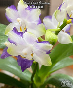 Carica l'immagine nel visualizzatore Galleria, Phalaenopsis Violet Vacation