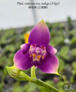 Carica l'immagine nel visualizzatore Galleria, Phalaenopsis violacea var. indigo (3-lips)