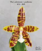 Carica l'immagine nel visualizzatore Galleria, Phalaenopsis Doris Blomquist (amboinensis × pantherina)