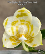 Carica l'immagine nel visualizzatore Galleria, Phalaenopsis Yaphon Love Song 'Green Giant'