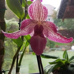 Carica l'immagine nel visualizzatore Galleria, Paphiopedilum delrosii x charlesworthii