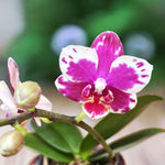 Carica l'immagine nel visualizzatore Galleria, Phalaenopsis I-Hsin Agra '503'