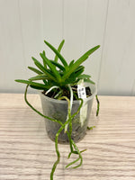 Load image into Gallery viewer, Neofinetia falcata 'Hwangok' 황옥黃玉