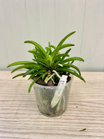 Load image into Gallery viewer, Neofinetia falcata 'Tenkobai' 天紅梅 - BIG