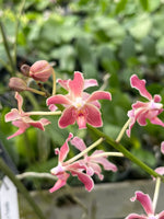 Load image into Gallery viewer, Paraphalaenopsis laycockii x Vanda limbata