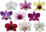 Carica l'immagine nel visualizzatore Galleria, Dendrobium Phalaenopsis misto