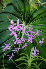 Carica l'immagine nel visualizzatore Galleria, Vanda coerulescens x Neostylis Lou Sneary